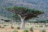 IMG_5319 Albero dell'Incenso, Homhill, Socotra